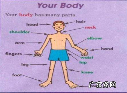 身材各部位用英文怎么说?简称