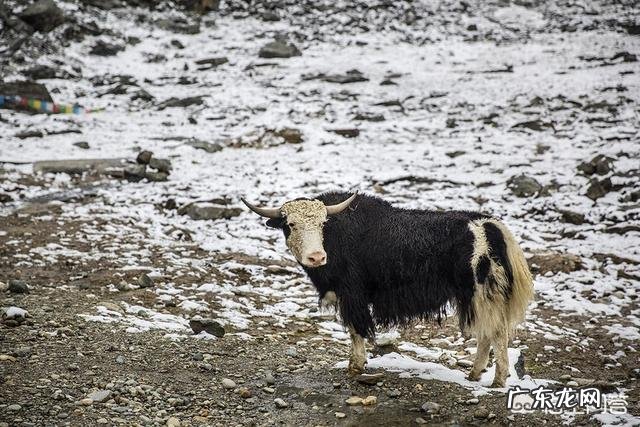世界上最“高”的动物是哪些?