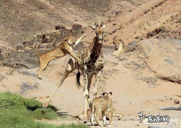 世界上最“高”的动物是哪些?