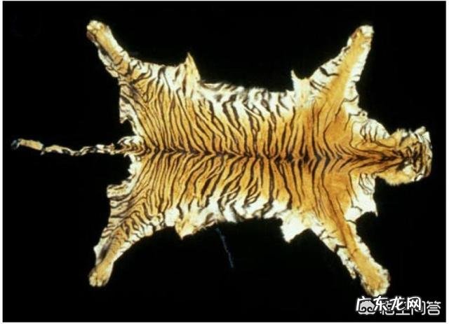 世界上最“高”的动物是哪些?