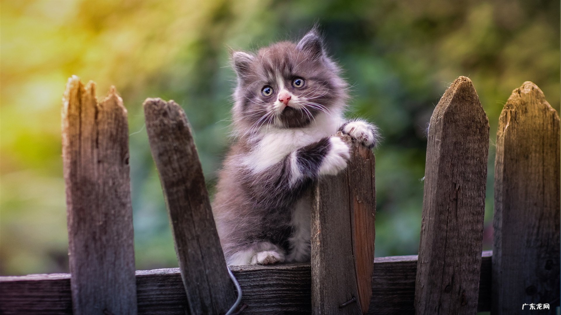 荷叶山楂减肥茶 2种做法让你喝