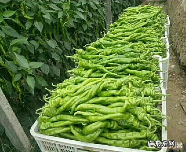 洋槐花虽然好吃，但不一定谁都可以吃，哪些人不能吃洋槐花