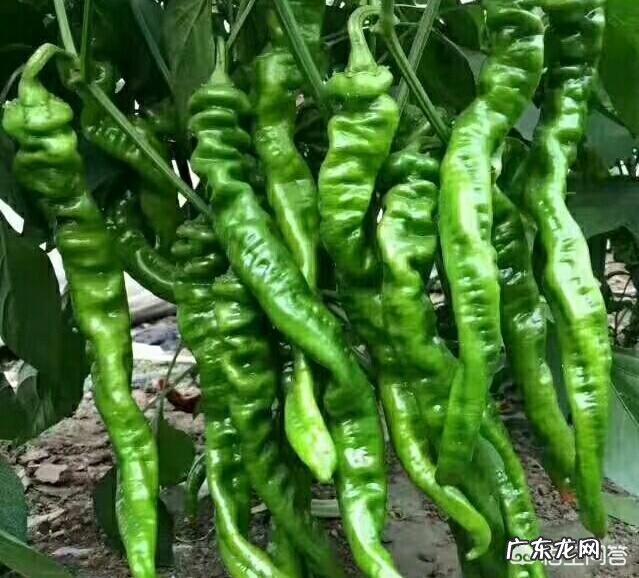 洋槐花虽然好吃，但不一定谁都可以吃，哪些人不能吃洋槐花