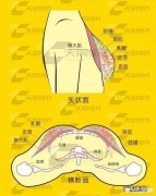 女生经常跳绳，会使乳房增大吗有哪些科学依据吗
