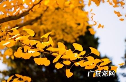 寒露后,抓紧时间收敛阳气,不要错过一年一次改善体虚的机会