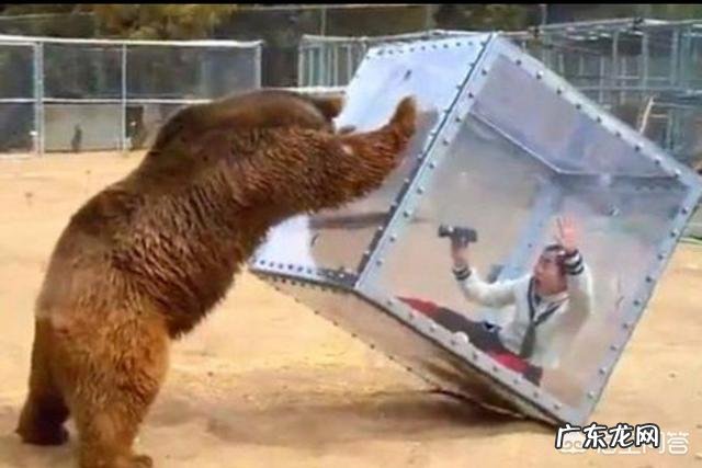 体重都在50~60公斤左右的藏獒与雪豹单挑,谁会赢?