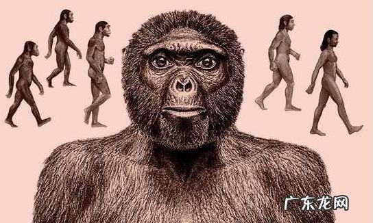 人类女性产道为何是扭曲复杂结构 人类性别演化