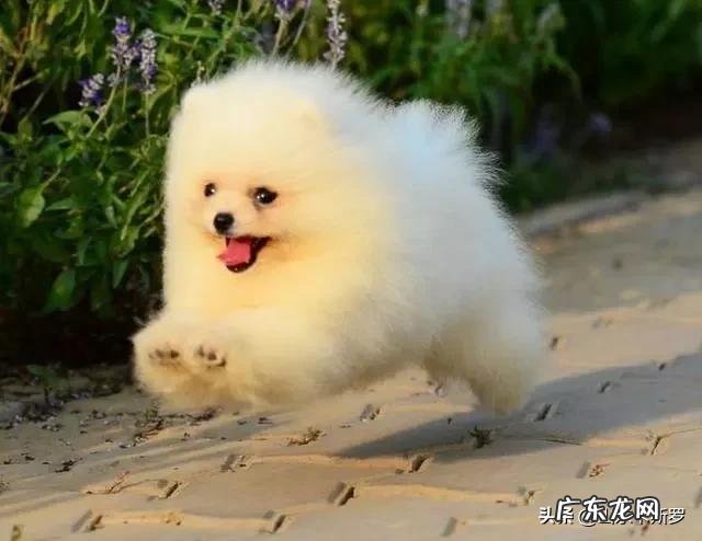 如何区分各种博美串幼犬?