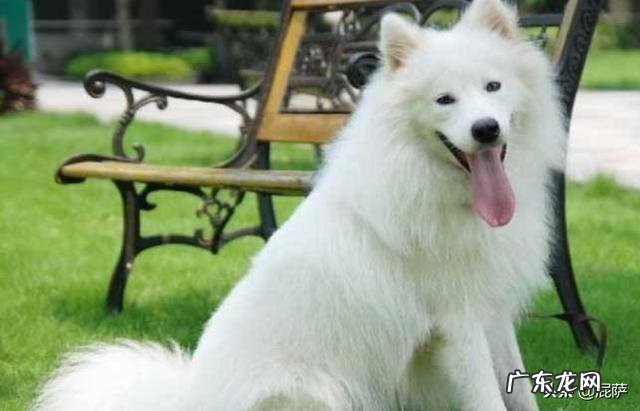 如何区分各种博美串幼犬?