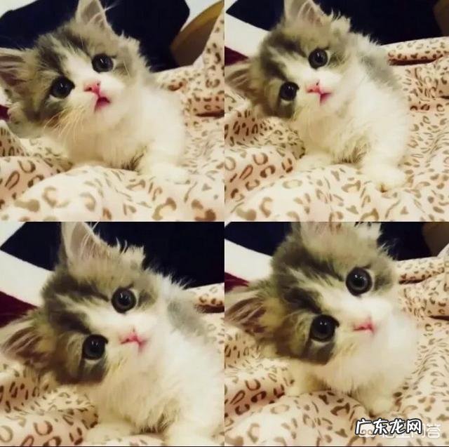 6个月大的小猫该如何饲养？