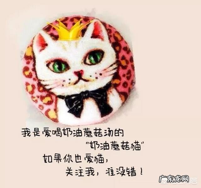 6个月大的小猫该如何饲养？