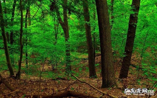 原始森林里的瘴气,主要化学成分是什么如何产生的