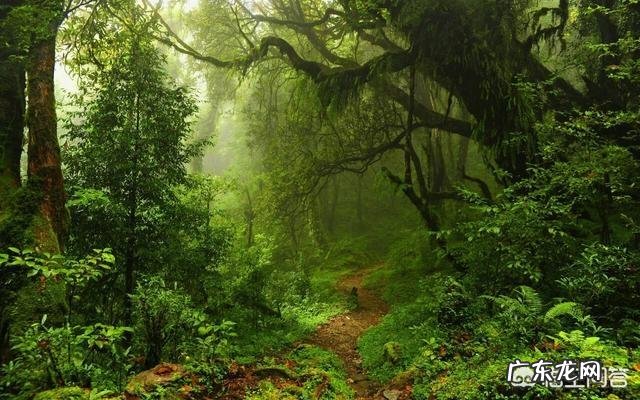 原始森林里的瘴气,主要化学成分是什么如何产生的