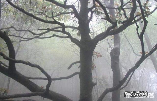 原始森林里的瘴气,主要化学成分是什么如何产生的