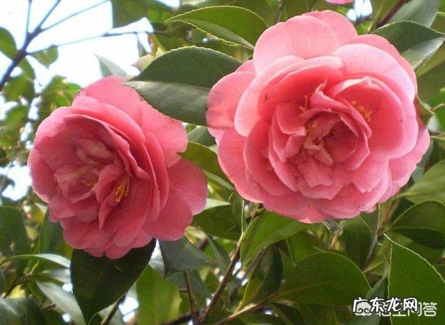 扦插的茶花枝约过了一个月叶子开始慢慢干,怎么回事