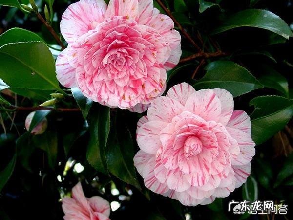 扦插的茶花枝约过了一个月叶子开始慢慢干,怎么回事