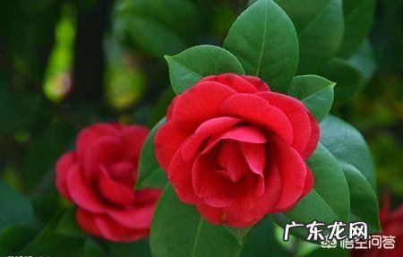 扦插的茶花枝约过了一个月叶子开始慢慢干,怎么回事