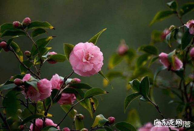 扦插的茶花枝约过了一个月叶子开始慢慢干,怎么回事