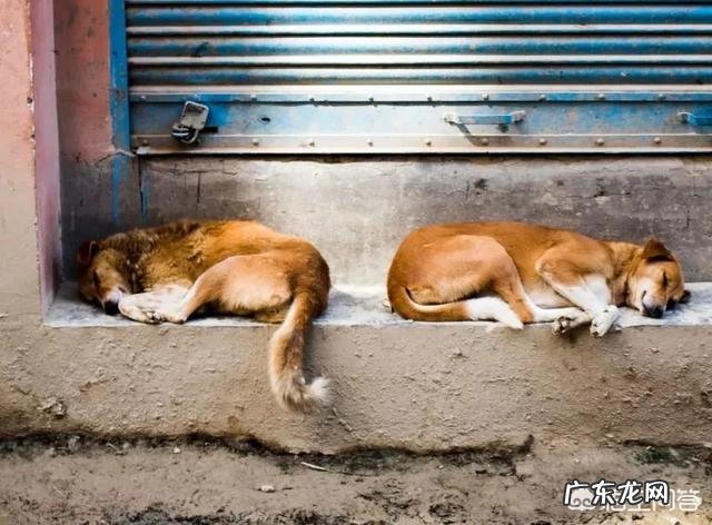 尼泊尔这个国家怎么样,适合自由行吗?有什么独特的文化?