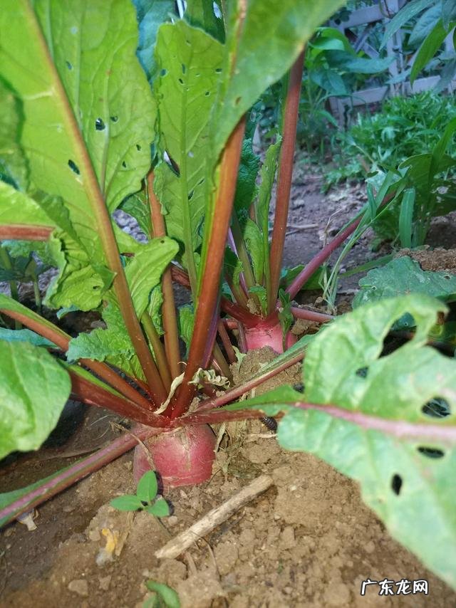 老家山东想回老家,烟台,威海居家生活成本如何,山东哪里最宜居