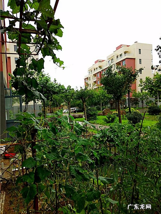 老家山东想回老家,烟台,威海居家生活成本如何,山东哪里最宜居