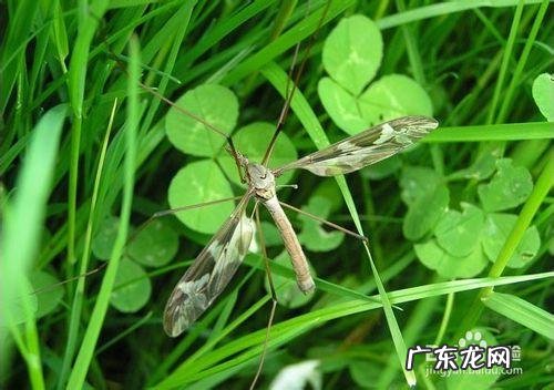 吃黛力新期间需要注意哪些问题