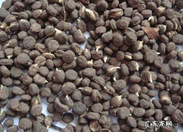 提高蔬菜种子发芽整齐度的浸种催芽方法是什么