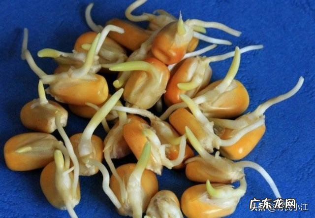 提高蔬菜种子发芽整齐度的浸种催芽方法是什么