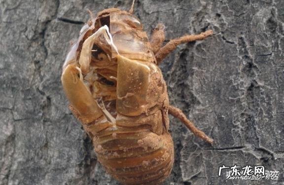 老农说：知了壳是个“宝”，你知道它在农村生活中有什么用吗