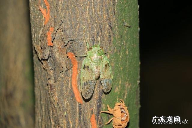 老农说：知了壳是个“宝”，你知道它在农村生活中有什么用吗