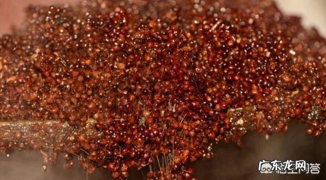 同样是纯粮酿造为什么有的白酒要几千块一瓶,有的才几块钱