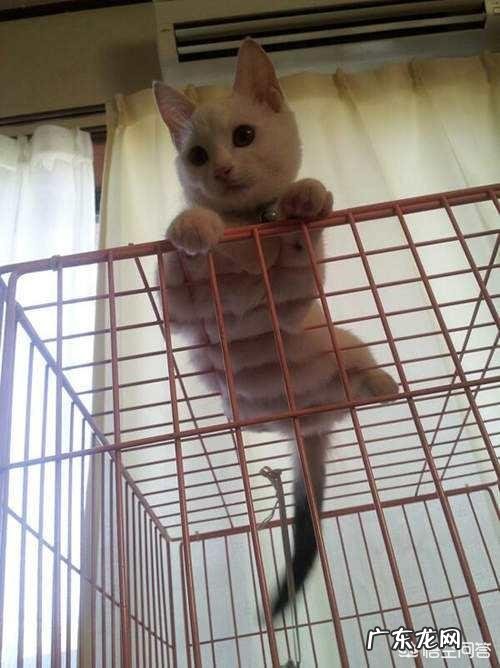 胖人如何练出腹肌和胸肌?