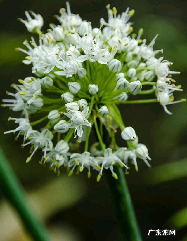 洋葱是农村常见蔬菜,吃洋葱对人身体有哪些好处?