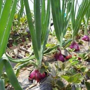 洋葱是农村常见蔬菜，吃洋葱对人身体有哪些好处？