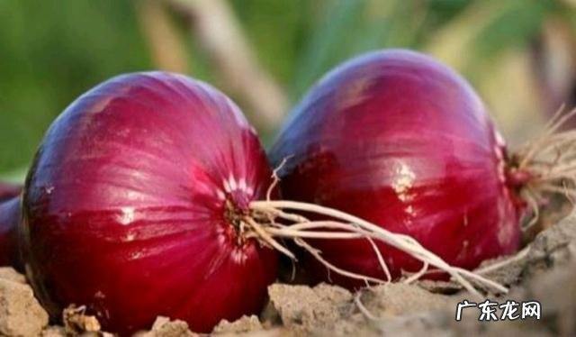洋葱是农村常见蔬菜,吃洋葱对人身体有哪些好处?