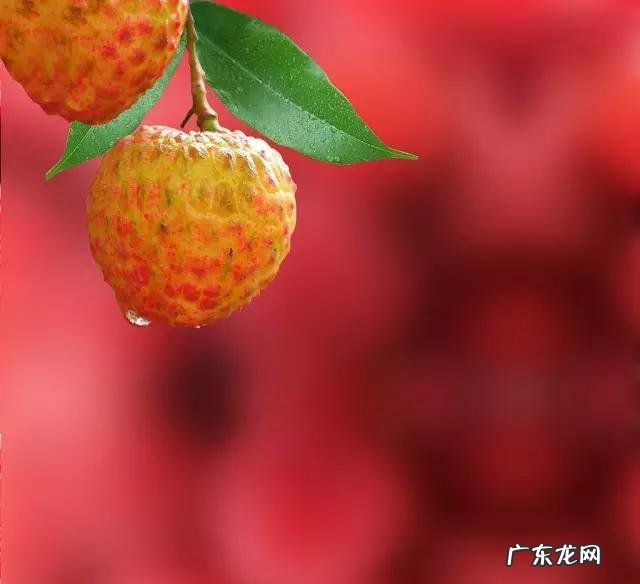 为什么广东人吃辣会上火，要喝凉茶北方一带的却不会，为什么