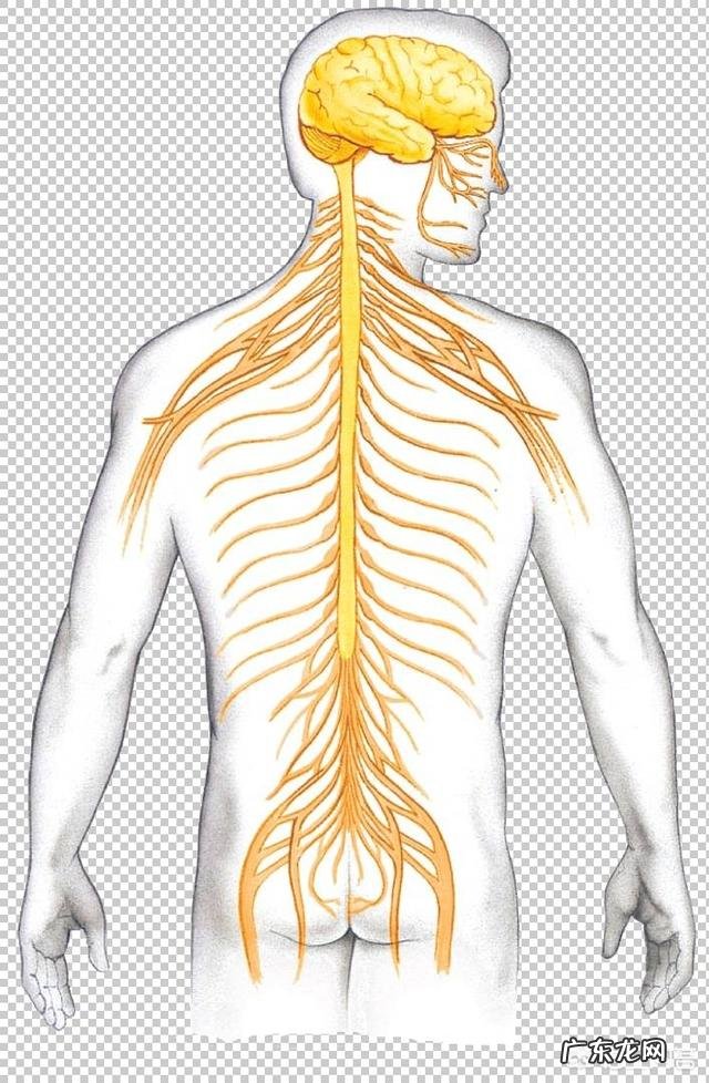 头晕胸闷无力还爱睡觉是什么原因