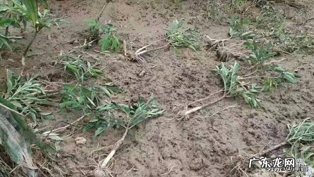 魔芋种植时有哪些常见虫害怎么综合防zhi