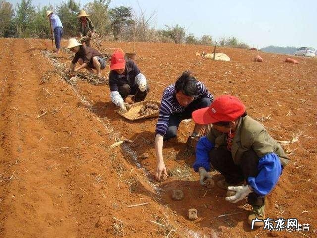 魔芋种植时有哪些常见虫害怎么综合防zhi