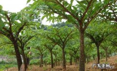 魔芋种植时有哪些常见虫害怎么综合防zhi