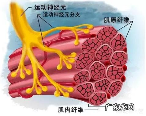 相同体重的士兵和健身爱好者比,两者肌肉与身体差别大吗?
