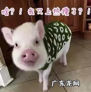 一头猪吃水果涨了900斤，吃水果不能减肥