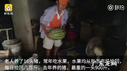 一头猪吃水果涨了900斤，吃水果不能减肥