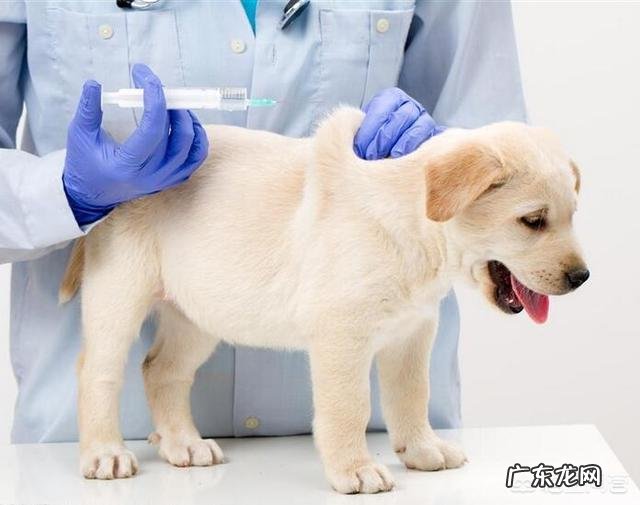 打了狂犬疫苗后,不能吃哪些食物