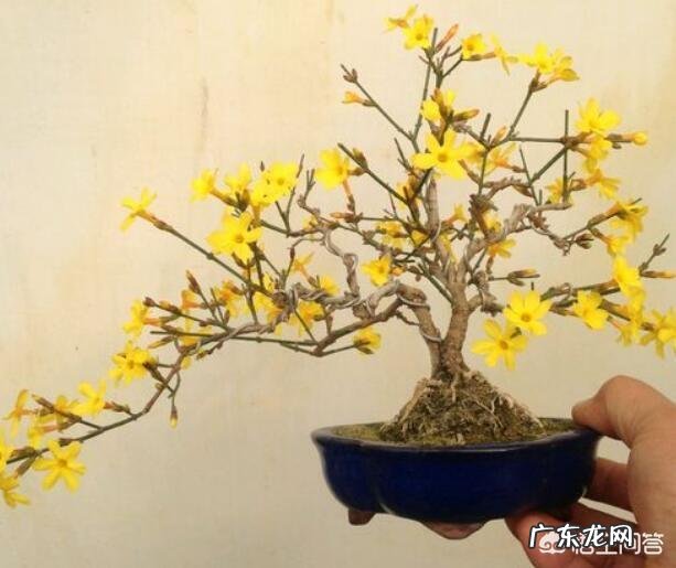 怎样才能制作出小巧玲珑、形态优美的微型盆景