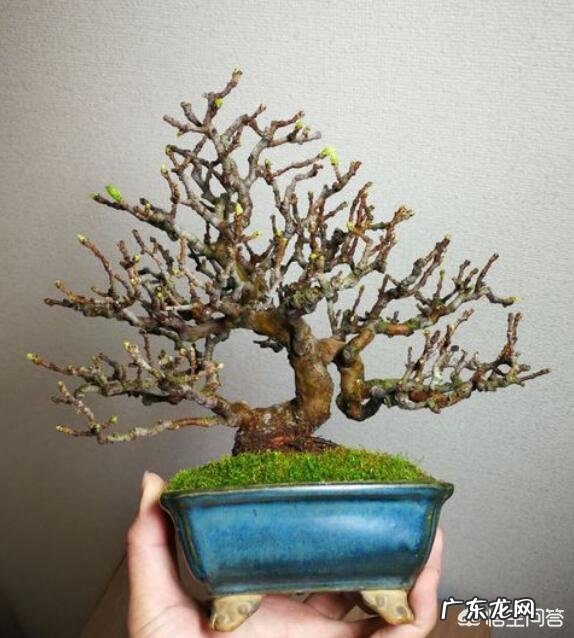 怎样才能制作出小巧玲珑、形态优美的微型盆景