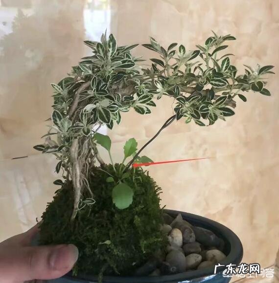 怎样才能制作出小巧玲珑、形态优美的微型盆景