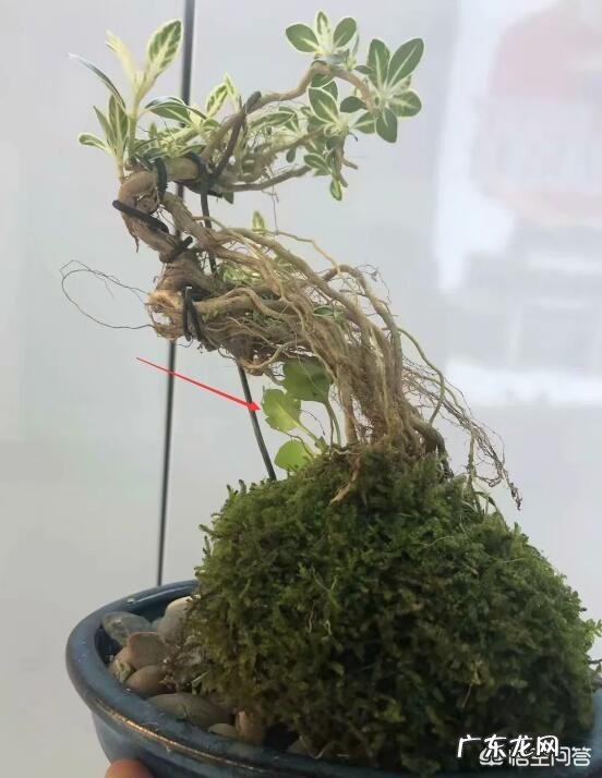 怎样才能制作出小巧玲珑、形态优美的微型盆景