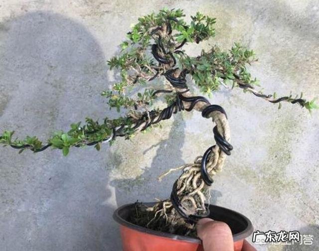 怎样才能制作出小巧玲珑、形态优美的微型盆景