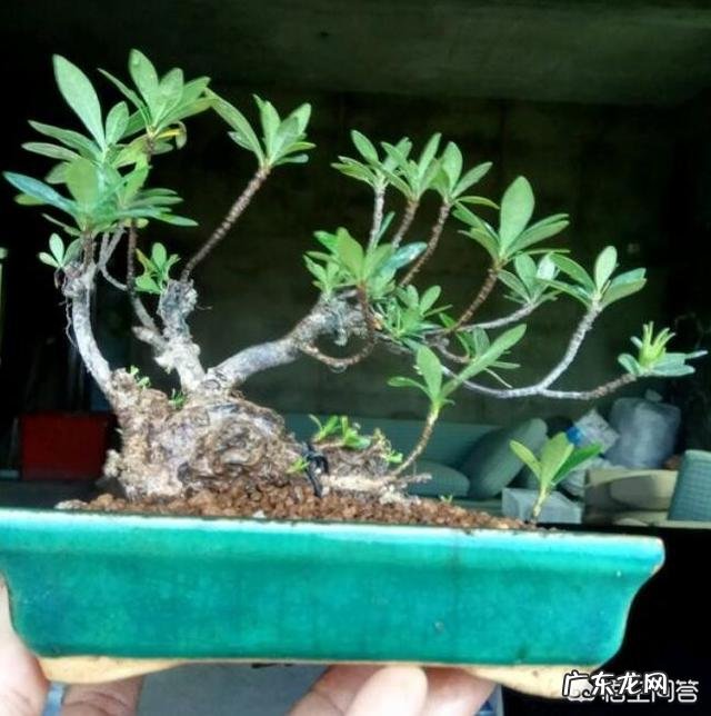 怎样才能制作出小巧玲珑、形态优美的微型盆景